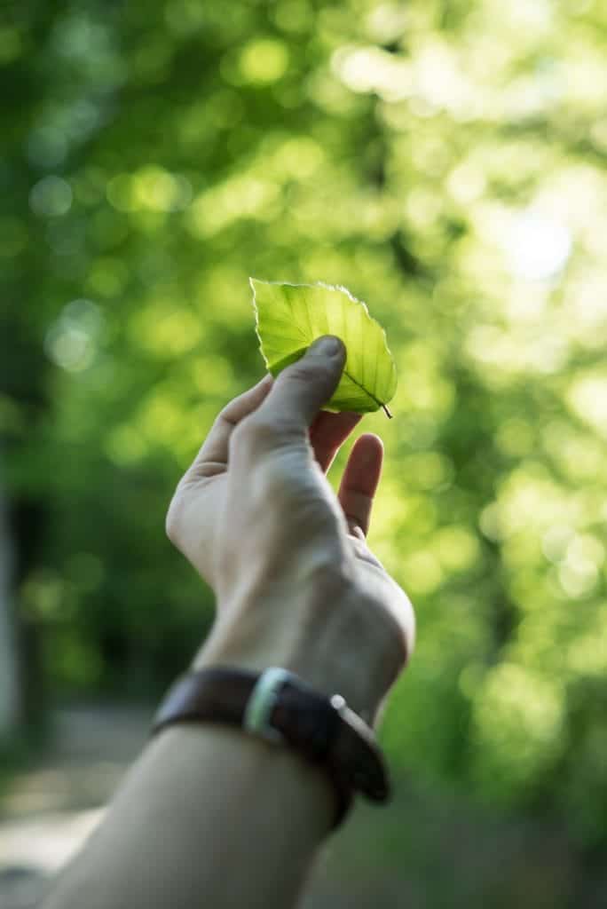 An-Outstretched-Hand-Holding-A Leaf